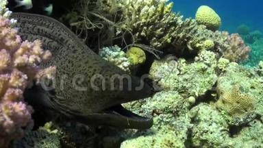 大愤怒的莫雷在珊瑚礁上游泳寻找食物。